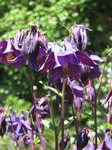 SX14414 Purple garden flowers.jpg